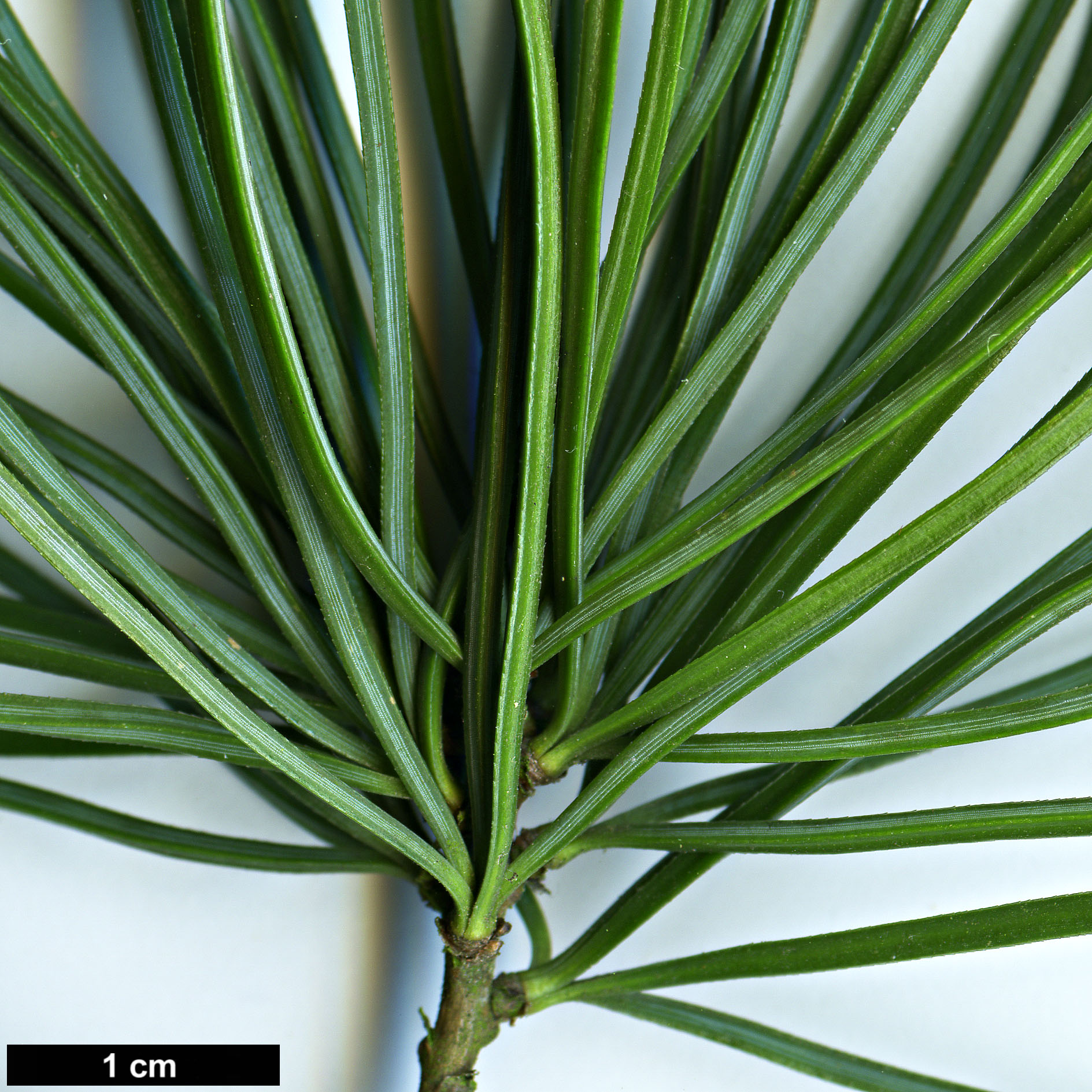 High resolution image: Family: Pinaceae - Genus: Pinus - Taxon: wangii - SpeciesSub: subsp. kwangtungensis